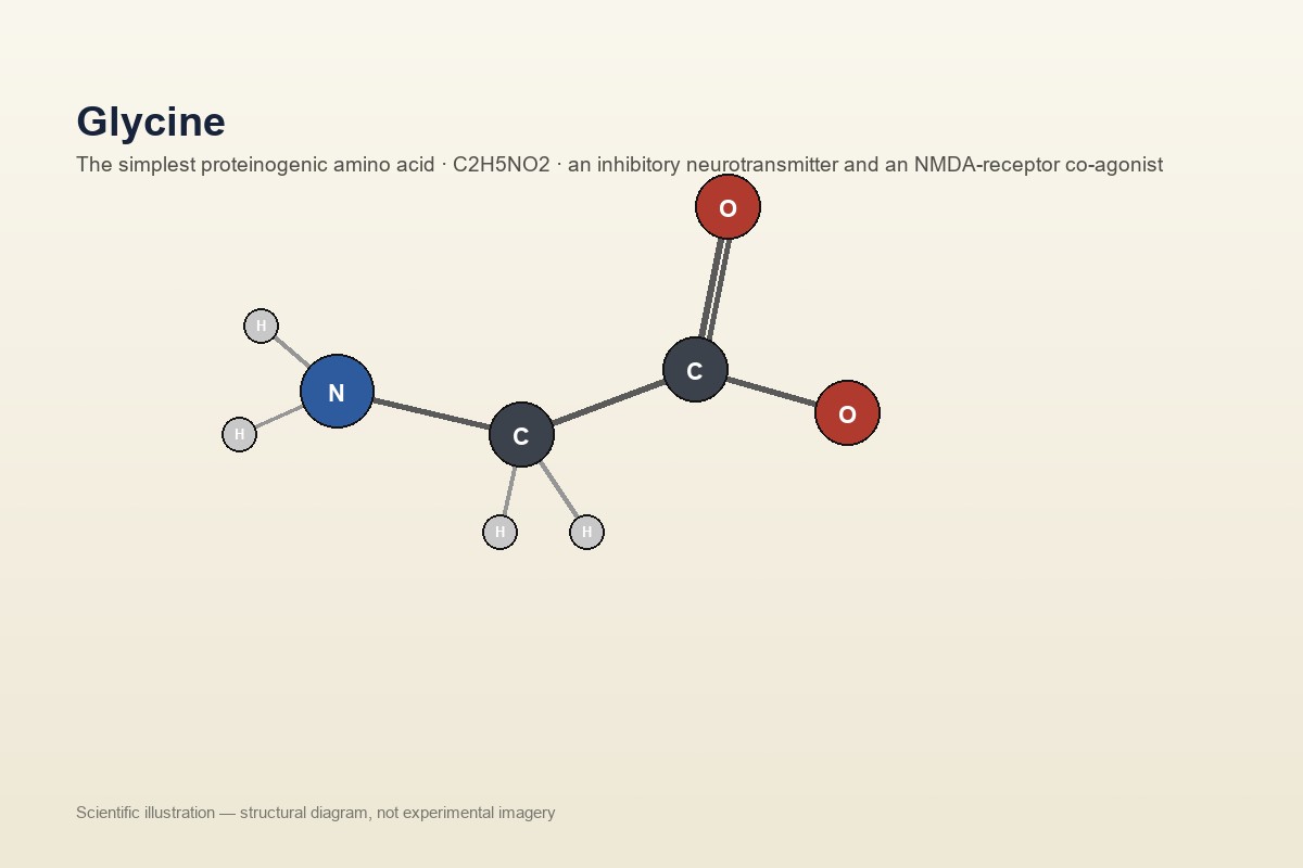 Glycine molecule structural diagram — Panacea Bio Chem
